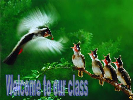 Bài giảng Tiếng Anh Lớp 8 - Unit 5: Festivals in Viet Nam - Lesson 2: A closer look 1
